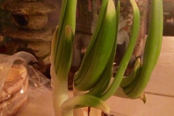 Kraken 11at